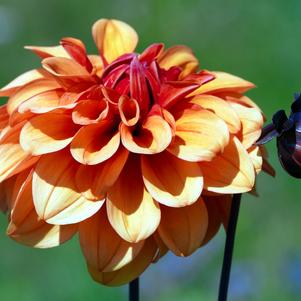 Dahlia Decorative David Howard