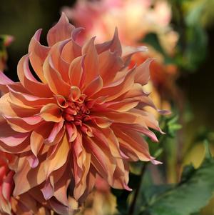 Dahlia Dinnerplate Labyrinth