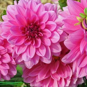 Dahlia Decorative Bluesette