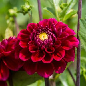 Dahlia Decorative Buran