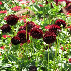 Dahlia Ball Type Night Queen