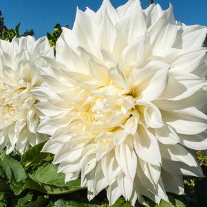 Dahlia True Dinnerplate White Perfection