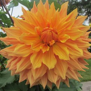 Dahlia True Dinnerplate Hercules