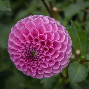 Dahlia Pompom Jan Van Schaffelaar