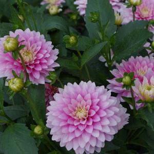 Dahlia Decorative Offshore Dream