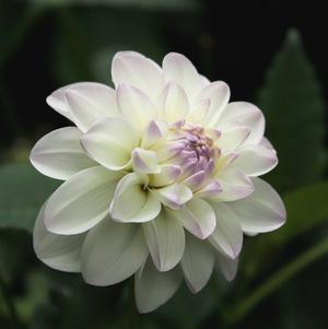 Dahlia Decorative Wittem