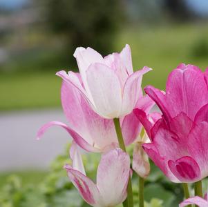 Tulip Bunchflowering Candy Club