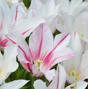 Tulip Lily Flowering Marilyn