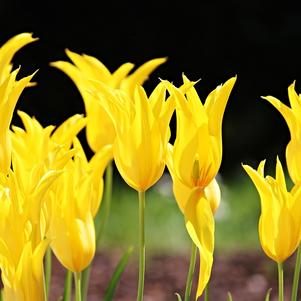 Tulip Lily Flowering Flashback