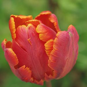 Tulip Parrot Flower Power