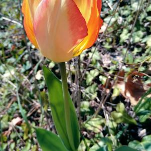 Tulip Darwin Hybrid American Dream