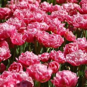Tulip Double Early Flashpoint