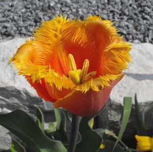 Tulip Fringed Lambada