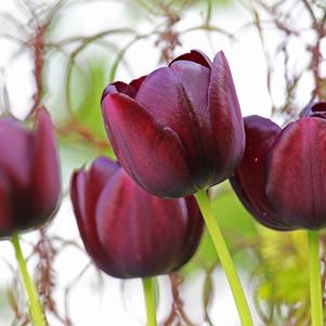 Tulip Single Late La Paz