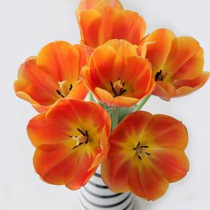 Tulip Triumph Delta Storm