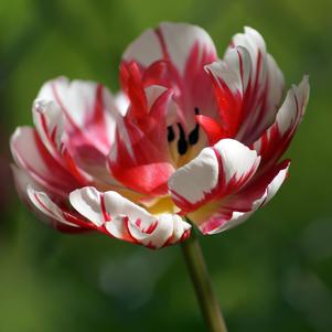 Tulip Double Early Flaming Margarita