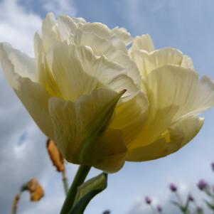 Tulip Double Early Piste