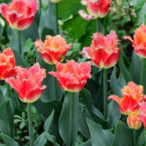 Tulip Fringed Joint Division