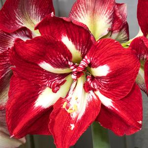 Hippeastrum Holland - Diamond Type Barbados
