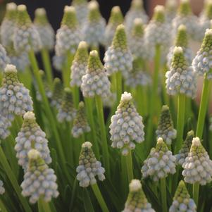 Muscari Baby's Breath