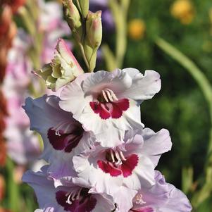 Gladiolus Fiorentina