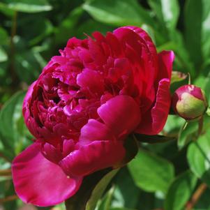 Peony lactiflora Felix Crousse