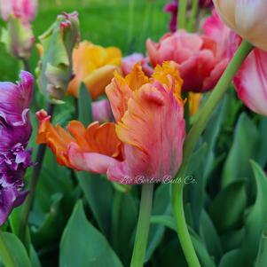 Precooled Tulip for Cut Amazing Parrot