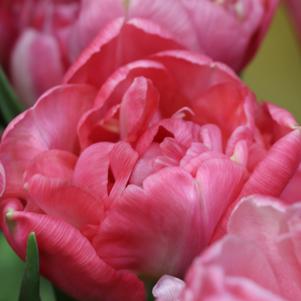 Precooled Tulip for Cut Renown Unique