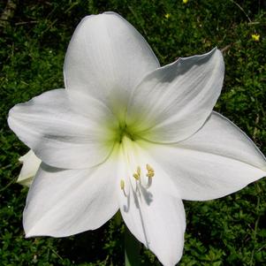 Hippeastrum Southern Hemisphere Siberia