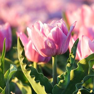 Tulip Double Early Sambuca