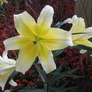 Lilies Oriental Conca d'Or