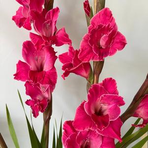 Gladiolus Fairytale Pink