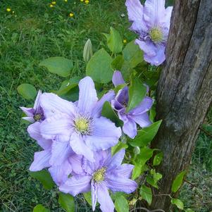 Clematis Blue Angel