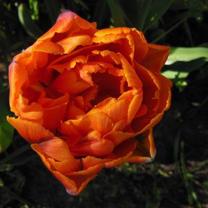 Tulip Double Early Caracas
