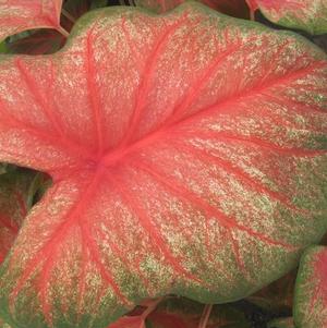 Caladium Fancy Leaf Tequila Sunrise