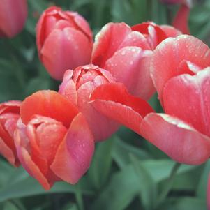 Tulip Darwin Hybrid Big Chief