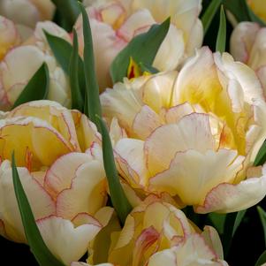 Tulip Double Early Double Shake