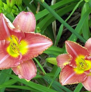 Hemerocallis Dress Code