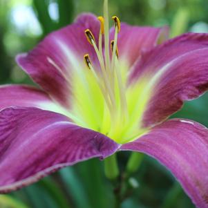 Hemerocallis Lavender Deal