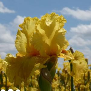 Iris Germanica Peach