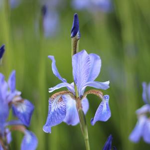 Iris Siberica Persimmon