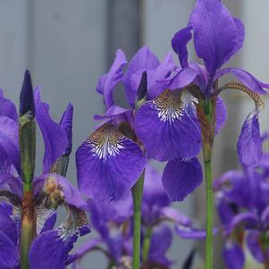 Iris Siberica Ruffled Velvet