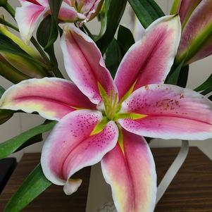 Lilies Oriental Hachi