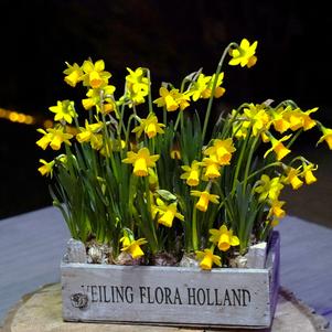 Daffodil 