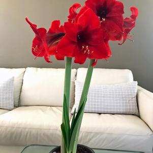 Hippeastrum 