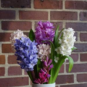 Hyacinth 