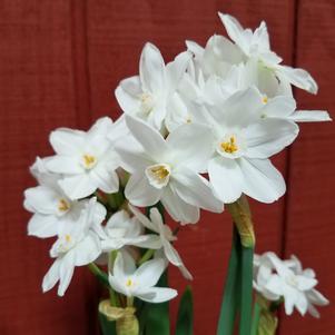 Narcissi 