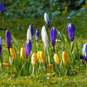 Crocus 