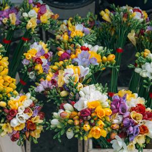 Freesia 