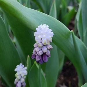 Muscari Grape Ice